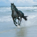 Screenshot №1 pro téma Black Horse On Sea Shore 128x128