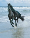 Black Horse On Sea Shore wallpaper 128x160