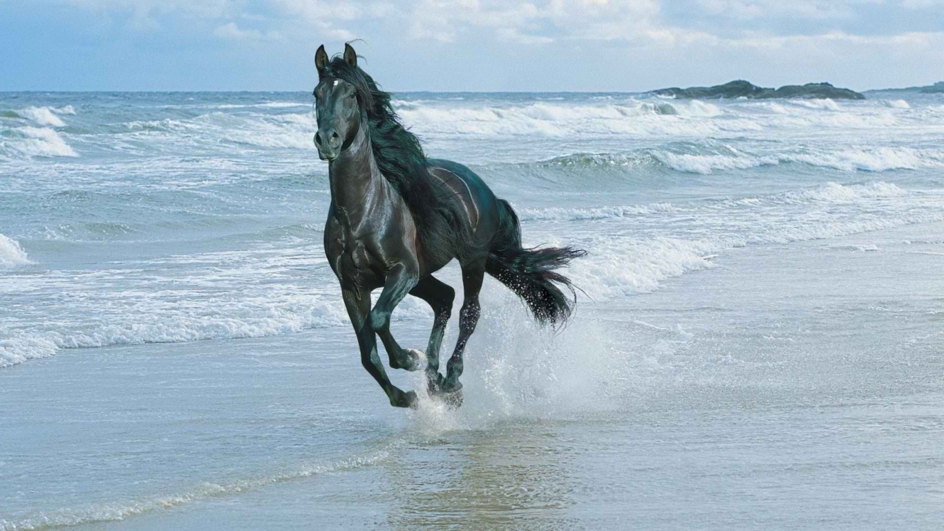 Das Black Horse On Sea Shore Wallpaper 1366x768