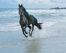Black Horse On Sea Shore wallpaper 220x176
