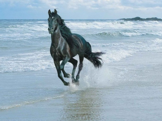 Black Horse On Sea Shore wallpaper 320x240
