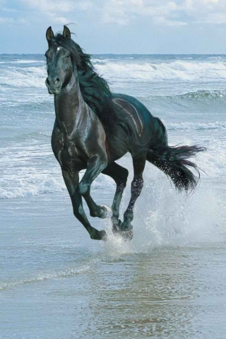 Fondo de pantalla Black Horse On Sea Shore 320x480