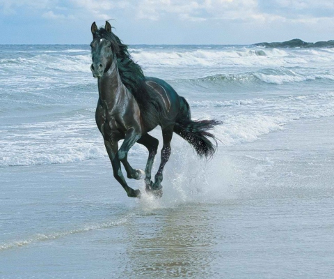 Das Black Horse On Sea Shore Wallpaper 480x400