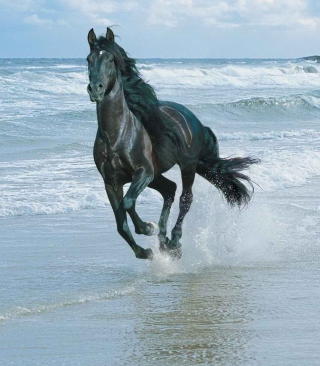 Free Black Horse On Sea Shore Picture for 176x220