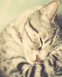 Sleeping Cat screenshot #1 128x160