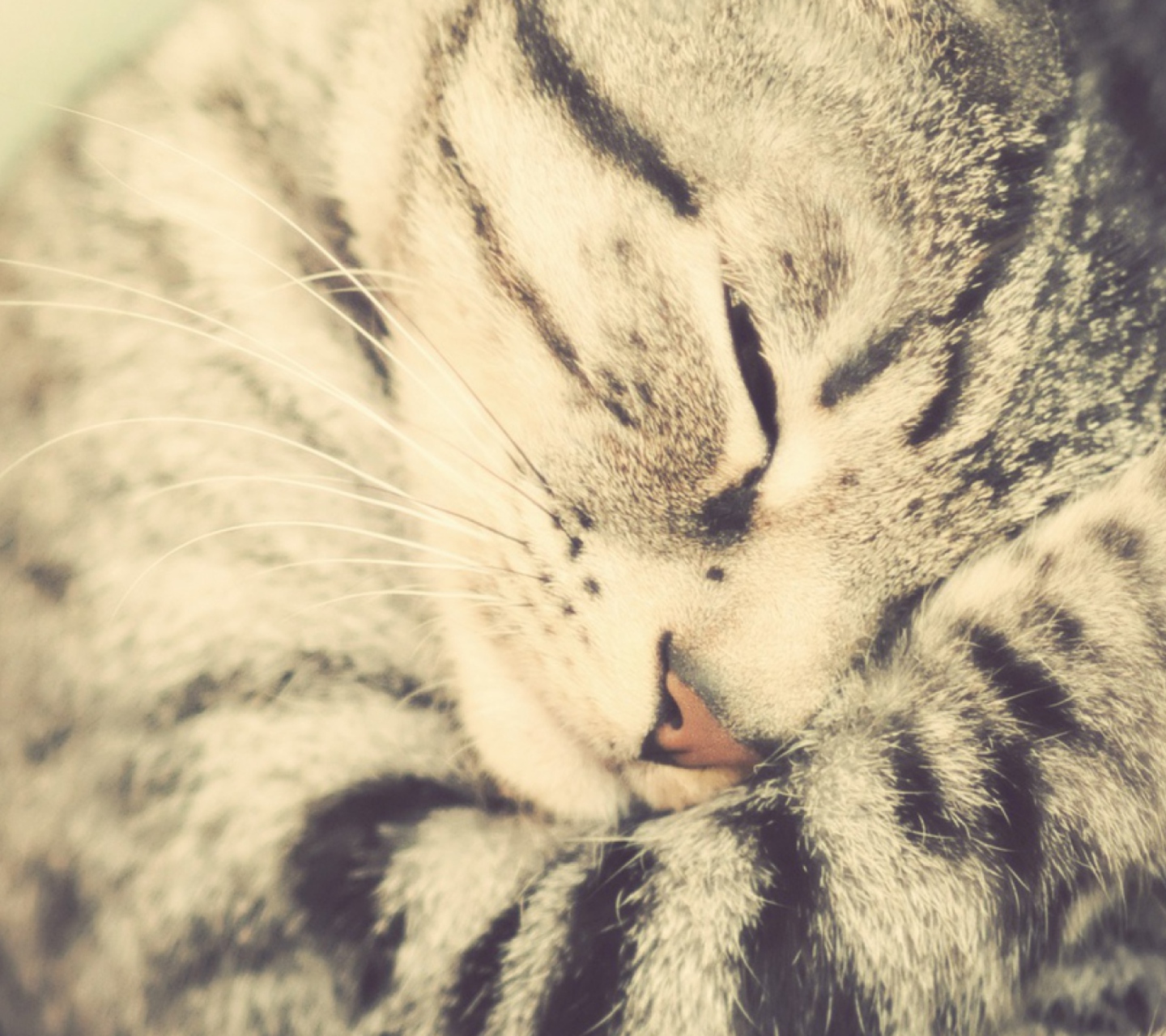 Sfondi Sleeping Cat 1440x1280