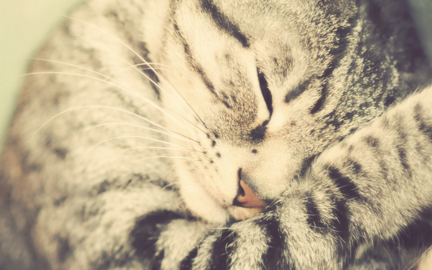 Sleeping Cat screenshot #1 1440x900
