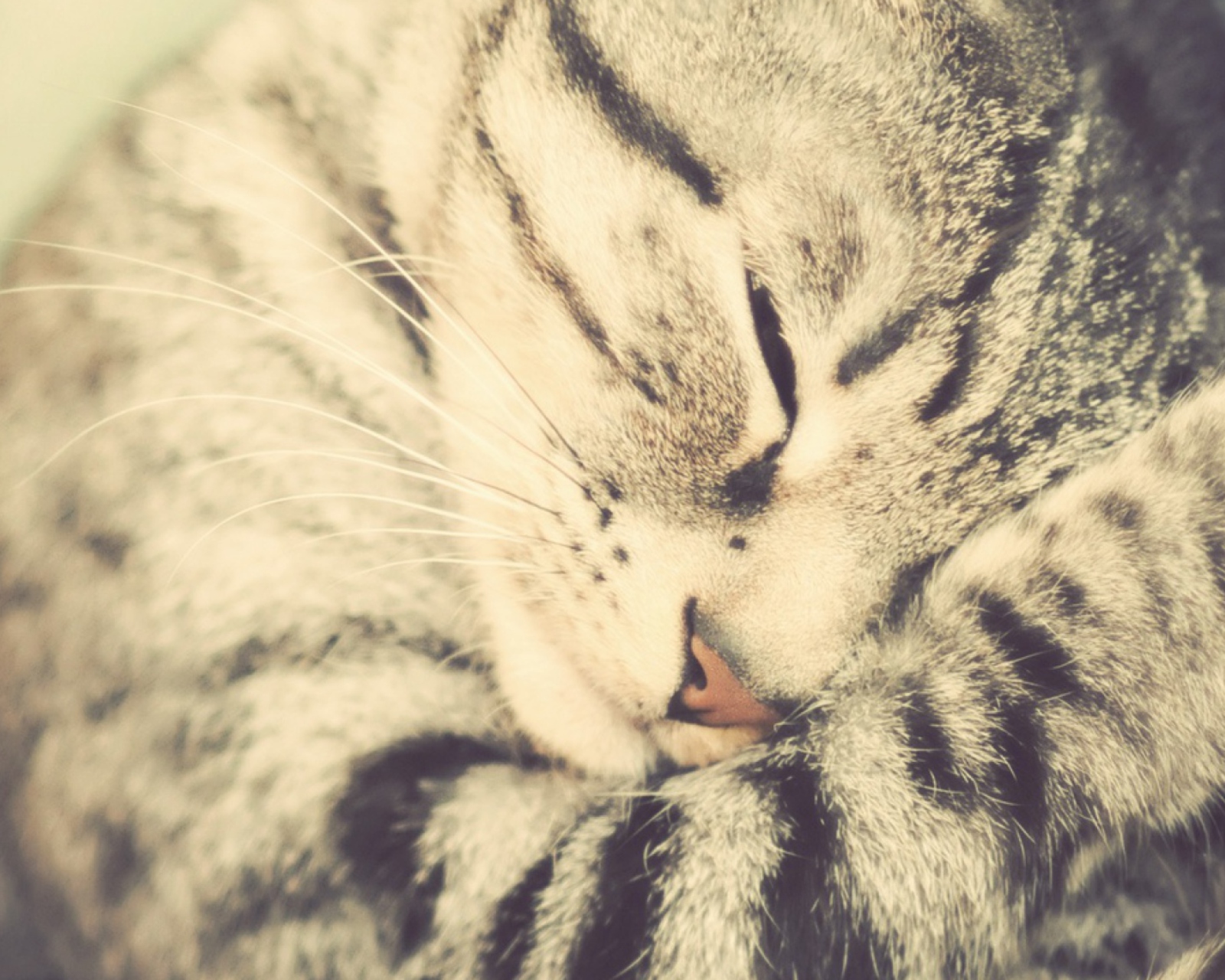 Sleeping Cat screenshot #1 1600x1280