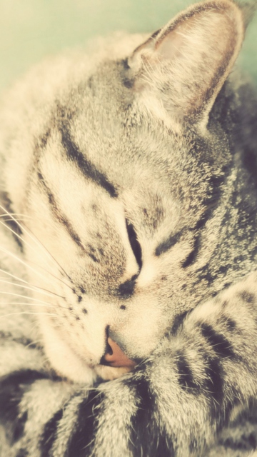 Das Sleeping Cat Wallpaper 360x640