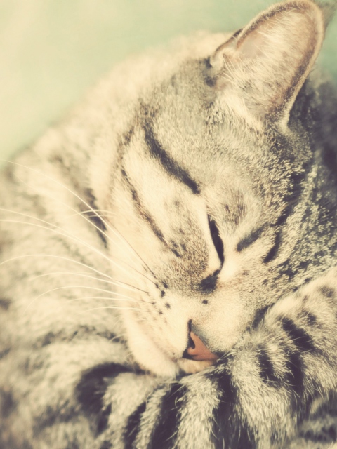 Sfondi Sleeping Cat 480x640