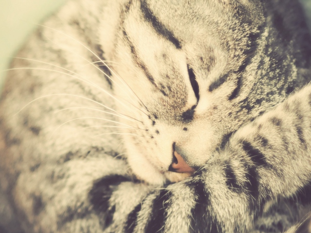 Sfondi Sleeping Cat 640x480