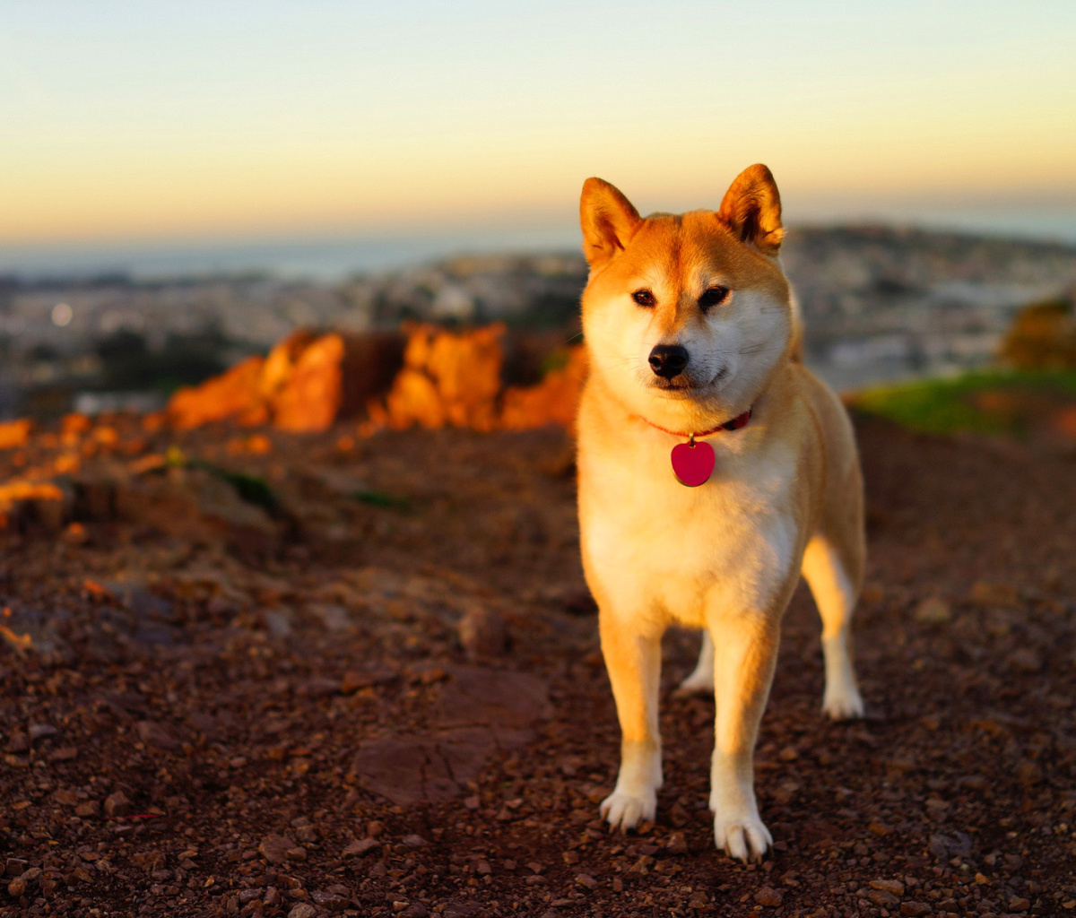 Dogs Akita Inu wallpaper 1200x1024