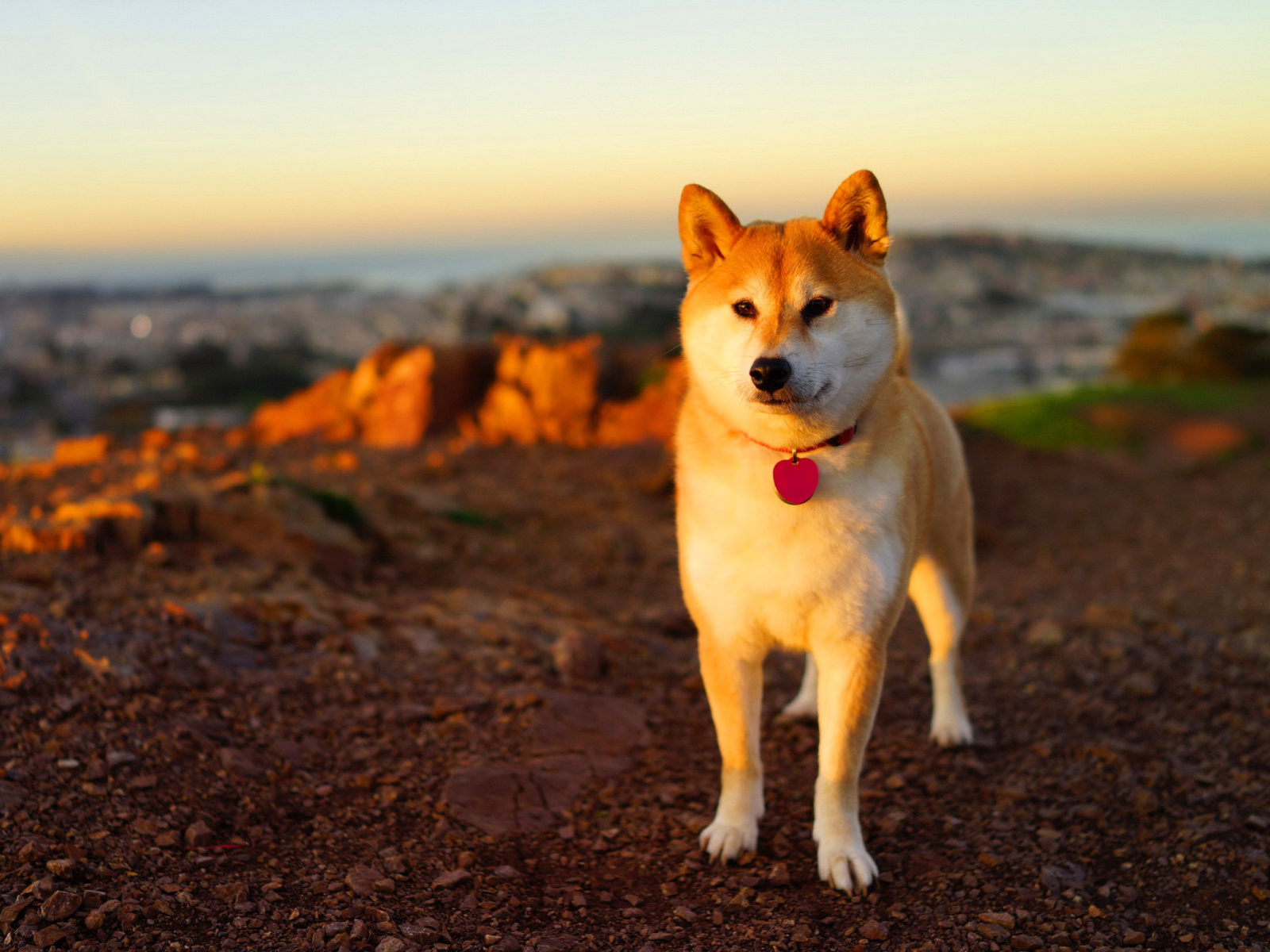 Fondo de pantalla Dogs Akita Inu 1600x1200