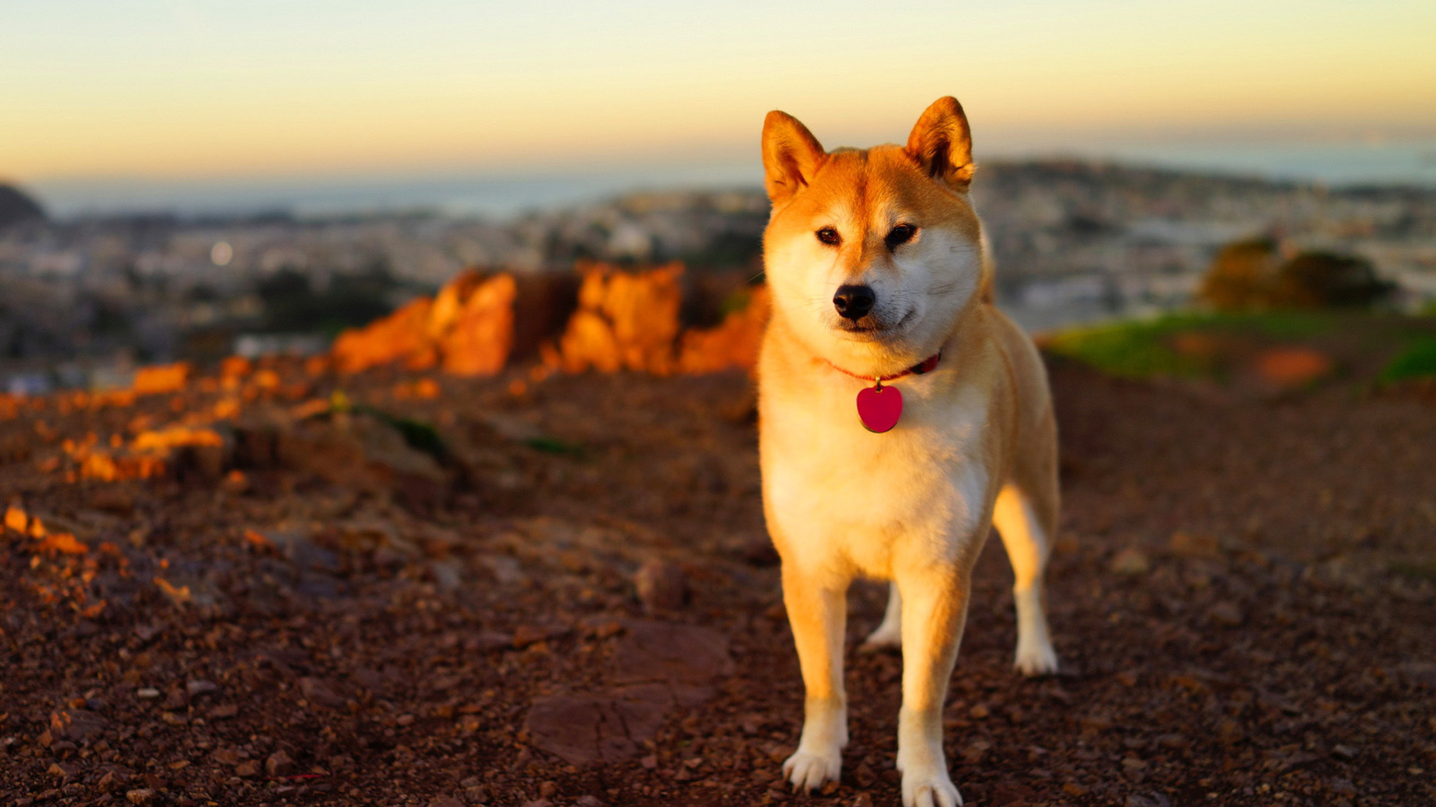 Dogs Akita Inu wallpaper 1600x900