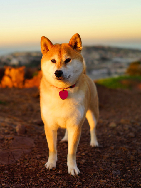 Dogs Akita Inu wallpaper 480x640