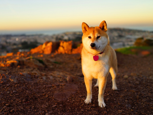 Fondo de pantalla Dogs Akita Inu 640x480