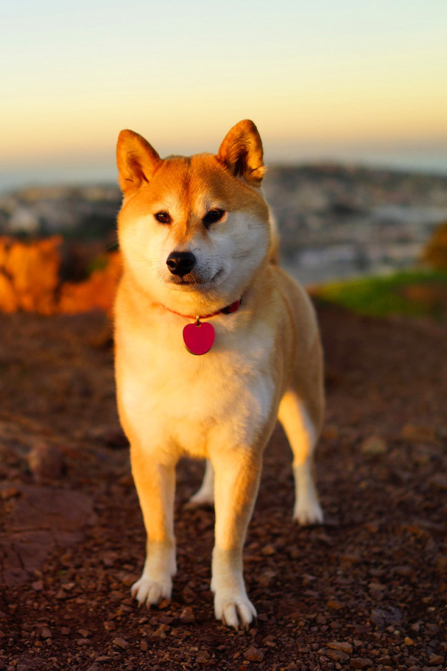 Das Dogs Akita Inu Wallpaper 640x960