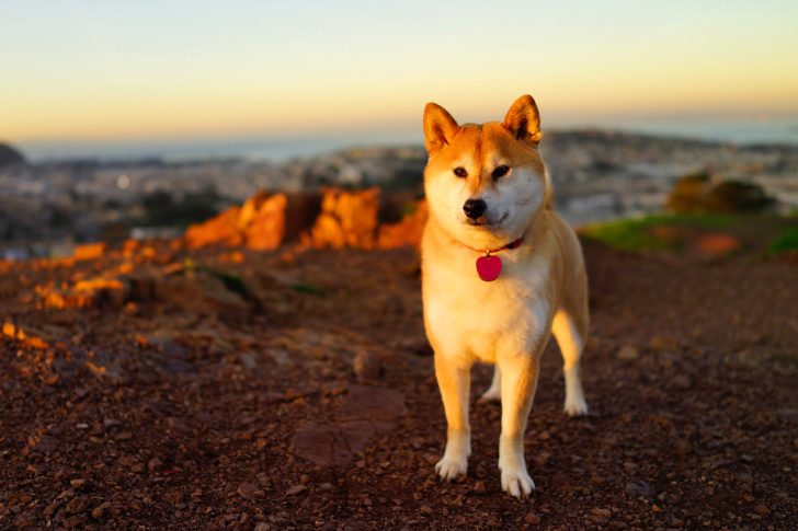 Dogs Akita Inu wallpaper