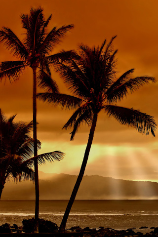 Das Acapulco Sunset Wallpaper 320x480