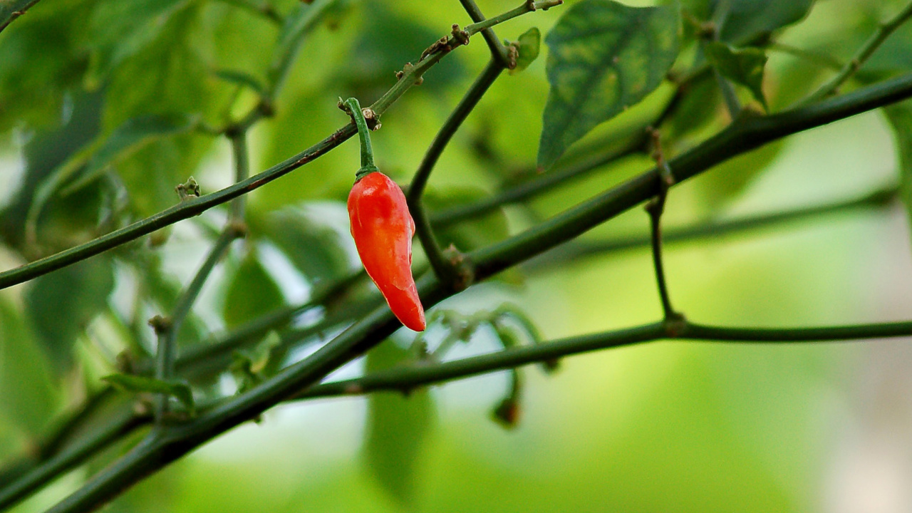 Chili Pepper screenshot #1 1280x720