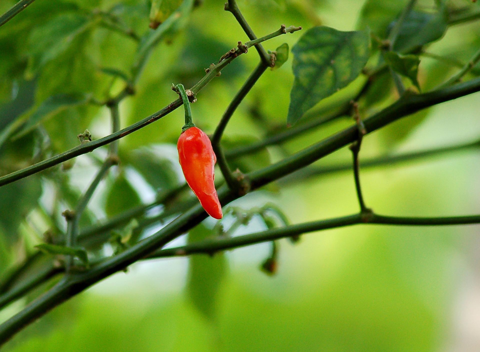 Chili Pepper screenshot #1 1920x1408