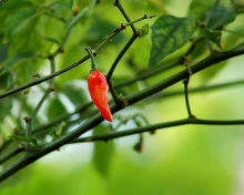 Das Chili Pepper Wallpaper 220x176