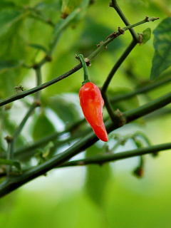 Обои Chili Pepper 240x320