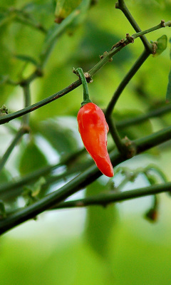 Screenshot №1 pro téma Chili Pepper 240x400