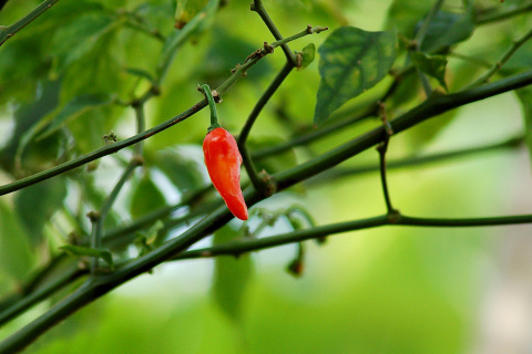 Fondo de pantalla Chili Pepper 480x320