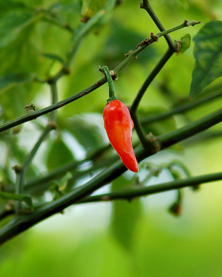 Chili Pepper - Obrázkek zdarma pro Nokia Asha 306