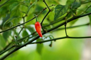 Chili Pepper Wallpaper for Android, iPhone and iPad