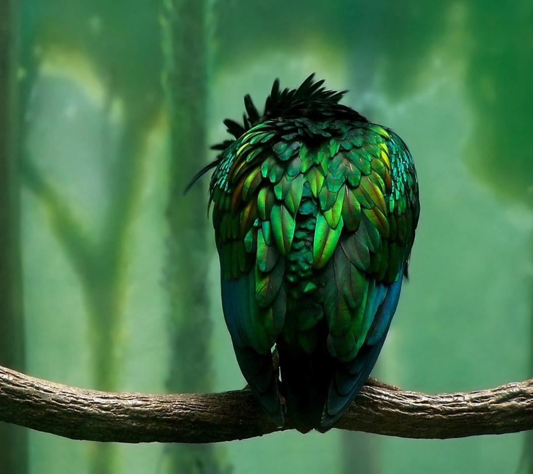 Das Green Bird Wallpaper 1080x960