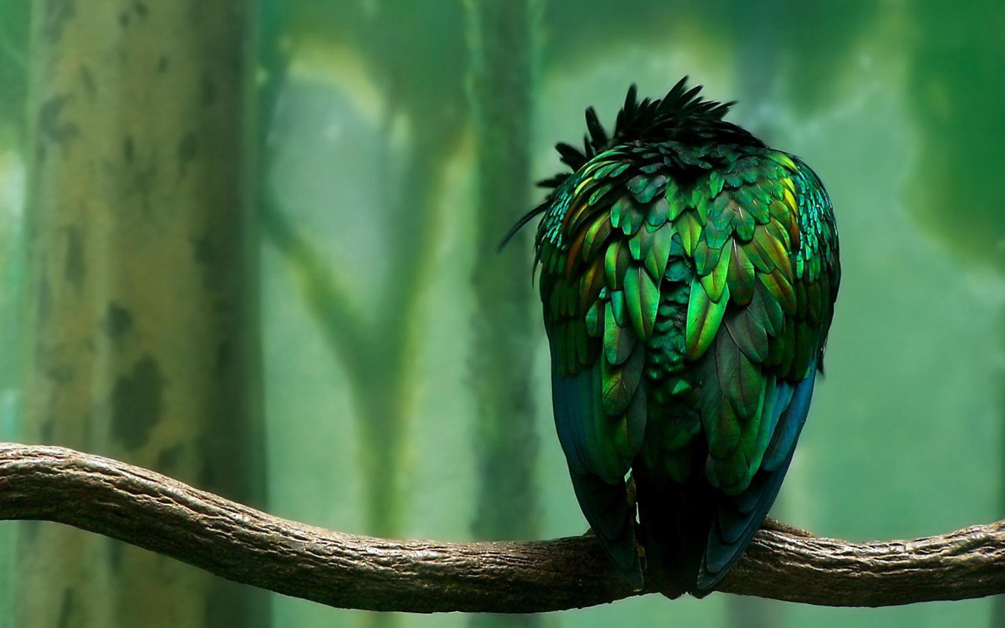Screenshot №1 pro téma Green Bird 1440x900