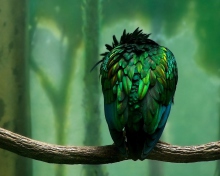 Green Bird wallpaper 220x176