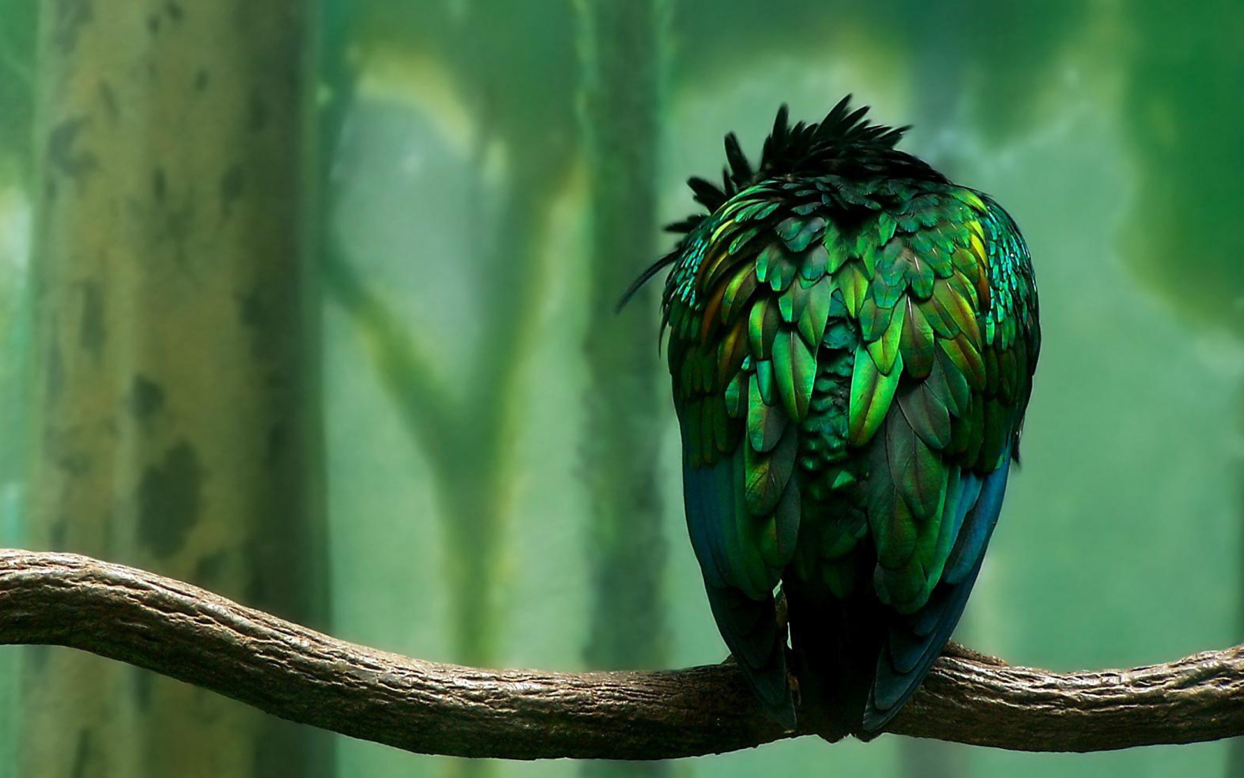 Das Green Bird Wallpaper 2560x1600