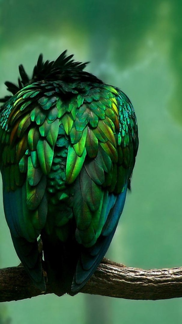 Das Green Bird Wallpaper 360x640