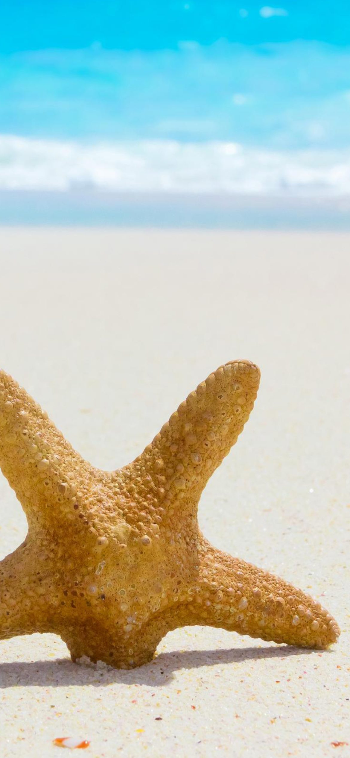 Sfondi Starfish On Beach 1170x2532