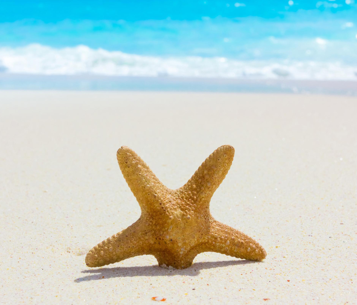 Starfish On Beach wallpaper 1200x1024