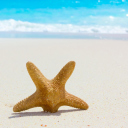 Das Starfish On Beach Wallpaper 128x128