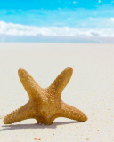 Обои Starfish On Beach 128x160