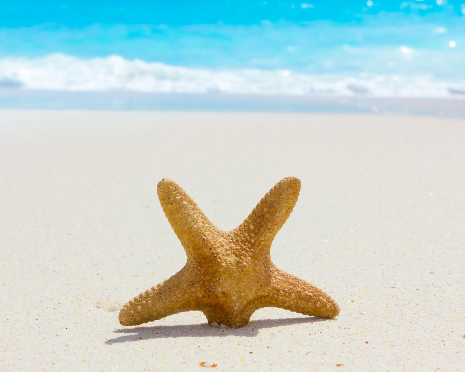 Starfish On Beach wallpaper 1600x1280