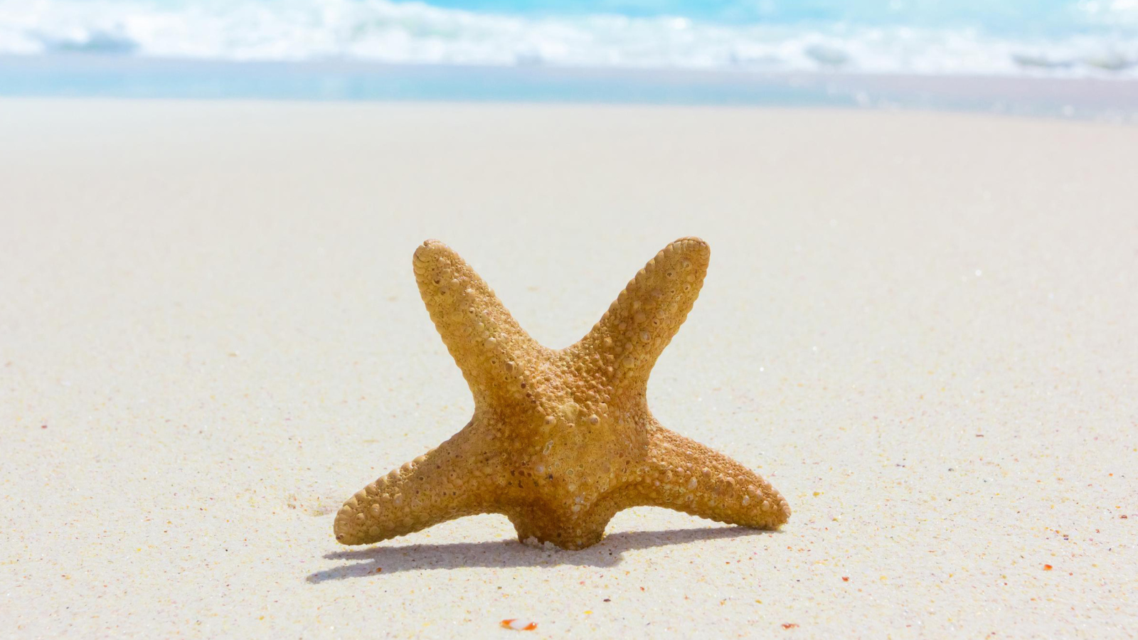 Sfondi Starfish On Beach 1600x900