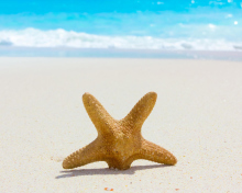 Das Starfish On Beach Wallpaper 220x176