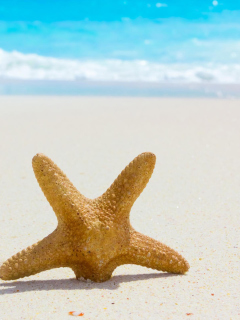 Обои Starfish On Beach 240x320
