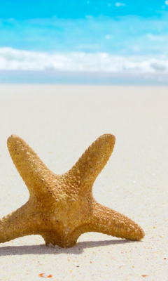 Обои Starfish On Beach 240x400