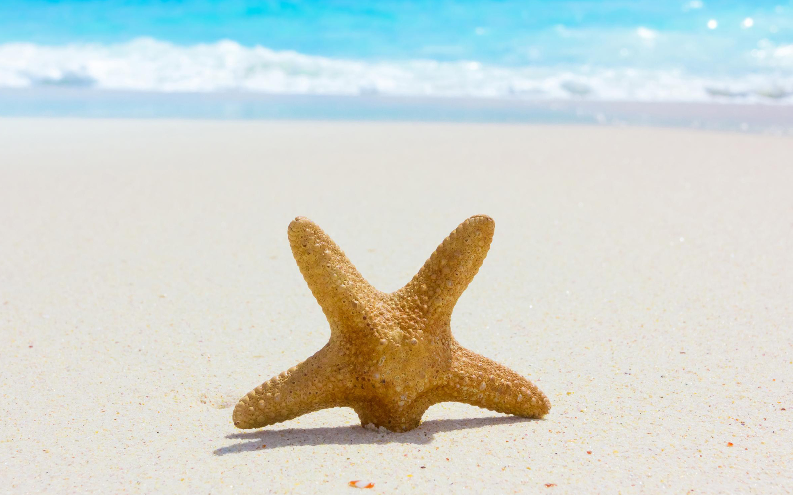 Обои Starfish On Beach 2560x1600