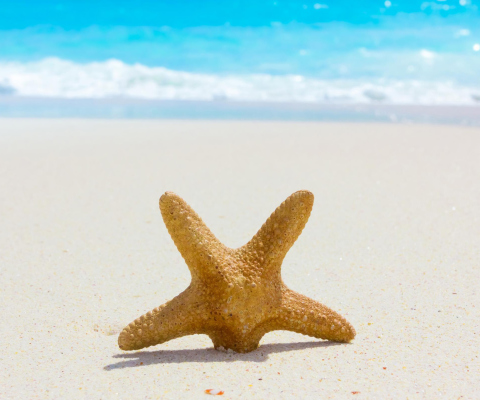 Sfondi Starfish On Beach 480x400