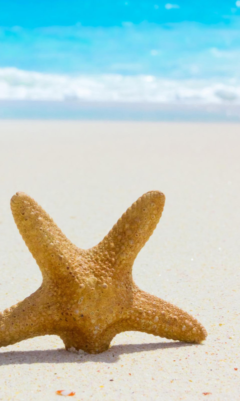 Das Starfish On Beach Wallpaper 480x800