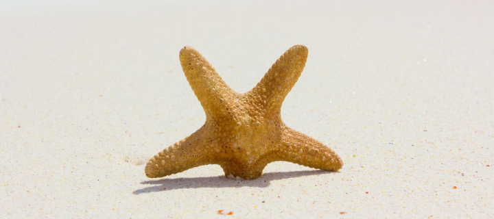 Starfish On Beach wallpaper 720x320
