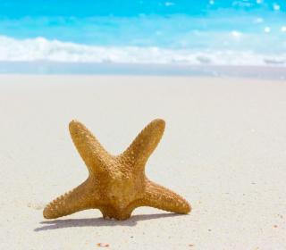 Starfish On Beach - Fondos de pantalla gratis para iPad